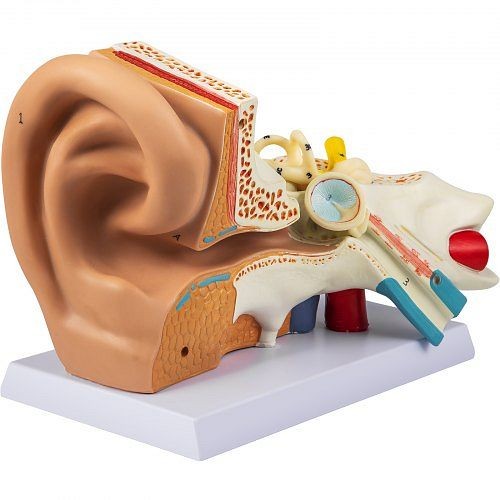 VEVOR Human Ear Anatomy Model, 5 Times Enlarged Human Ear Model, 3 Pieces (2 Removable), JXMXREMXFD5B00001V0