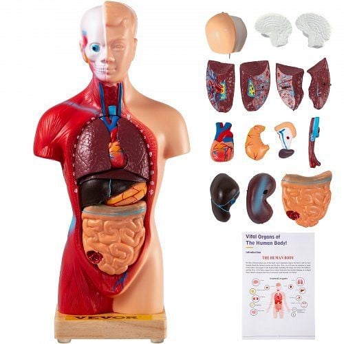 VEVOR Anatomical Human Torso Body Model 11" 15 Parts for Teaching Display, RTJPMX11PVC15131MV0