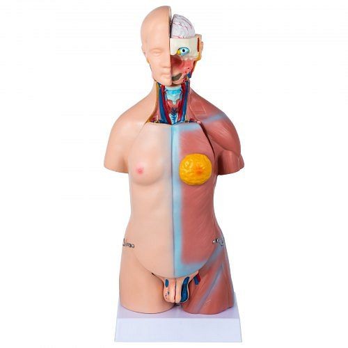 VEVOR Human Body Model 23 Parts 17" Human Torso Anatomy Model Unisex, JXMXRTQG230000001V0