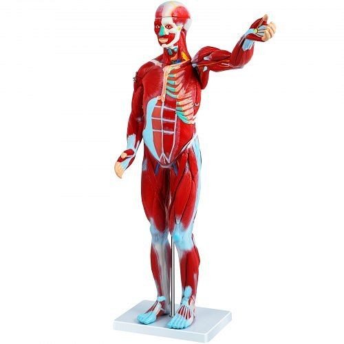 VEVOR Human Muscular Figure, 27 Parts Muscular Anatomy Model, Half Life Size Human Muscle and Organ Model, Muscle Model, JXMXRTJRQG80CM001V0