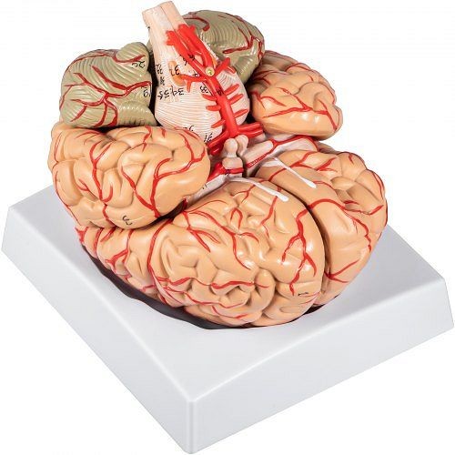 VEVOR Human Brain Model Anatomy 9-Part Model of Brain, JXMXRNMX9BFJXMX01V0