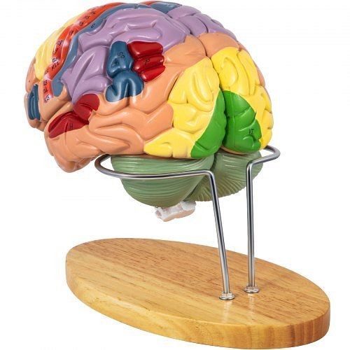 VEVOR Human Brain Model Anatomy 4-Part Model of Brain, JXMXRNPZSJMX00001V0