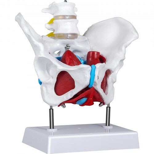 VEVOR Pelvic Floor Model, Scientific Anatomy Model, Colored Female Pelvis, JXMXNXGPD4GKYDQ01V0