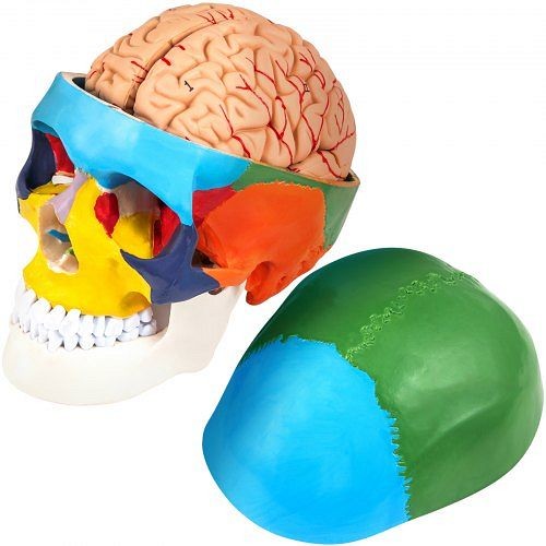 VEVOR Human Skull Model, 8 Parts Brain Human Skull Anatomy, Life-Size Learning Skull, JXMXRLTGMXN8BF001V0